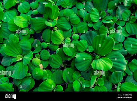 Top View Green Leaves Of Water Lettuce Floating On Water Surface