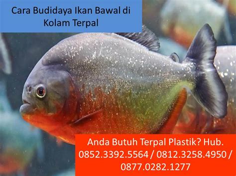 Cara Budidaya Ikan Bawal Di Kolam Terpal