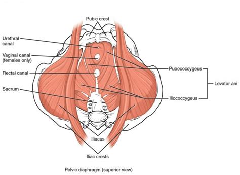 Pelvic Diaphragm And Pelvic Muscles Meddists