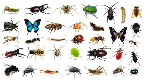 O mundo dos insectos em Aula Livre em Querença