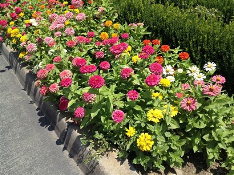 Zinnia Flower: How to Grow and Care Zinnia in Your Garden