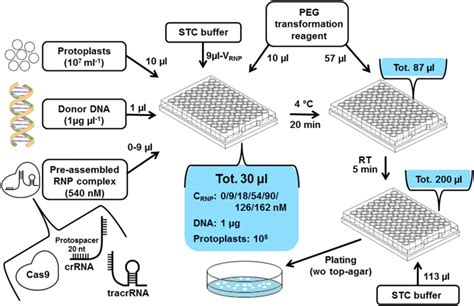 Schematic Presentation Of The Developed Microtiter Plate Scale Download Scientific Diagram