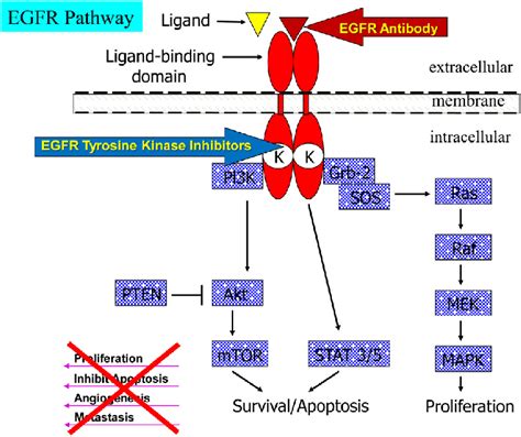 Egfr Signaling Pathway The Processes Of Ligandereceptor And