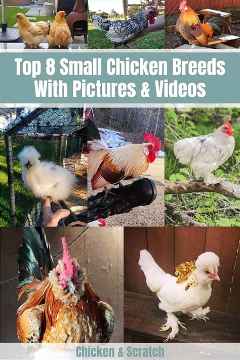 Top 8 Small Chicken Breeds (With Pictures & Videos)