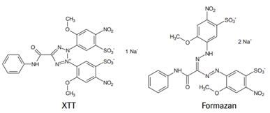 Protocol Guide Xtt Assay For Cell Viability And Proliferation