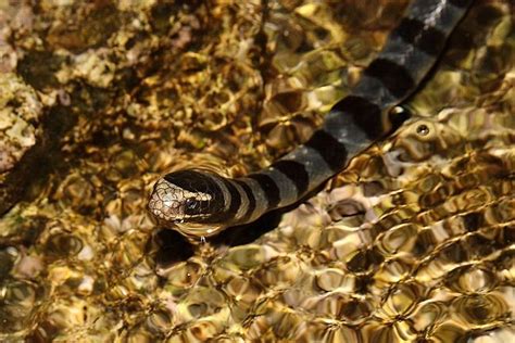 Snakes Of Taiwan Laticauda Colubrina Yellow Lipped Sea Krait