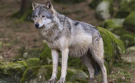 Un Lupo Aggredisce Una Donna E Sbrana Il Suo Cagnolino Terre Marsicane