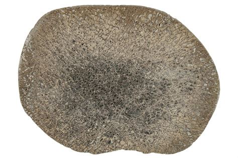 535 Polished Iguanodon Bone Isle Of Wight 210347 For Sale
