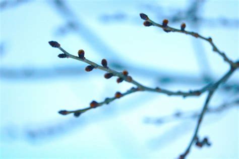 Fotos Gratis Rbol Rama Flor Nieve Invierno Hoja Escarcha