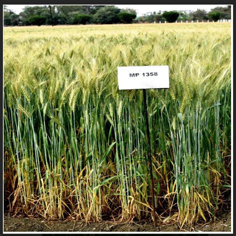 Mp Jnau Develops New Variety Of Wheat Icar Stamps Mp जेएनएयू ने