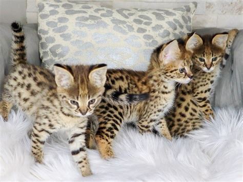 Did You Know That These Are The Most Expensive Cat Breeds In The World?