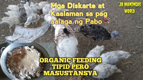 Paano Mag Alaga Ng Pabo Paano Maka Tipid Sa Pagkain Ng Pabo