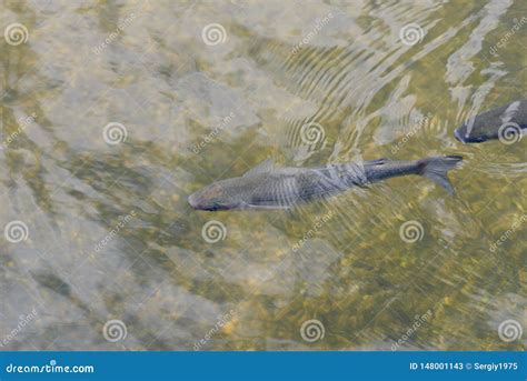 Pescados En Cierre Claro Del Agua Encima De La Visi N Superior Imagen