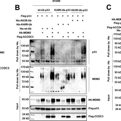 Ccdc Leads To Accumulation Of Ubiquitinated Wt P And Mdm A