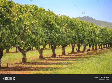 Grond Vereisten Voorbereiding En Kersenbomen Planten 47 OFF