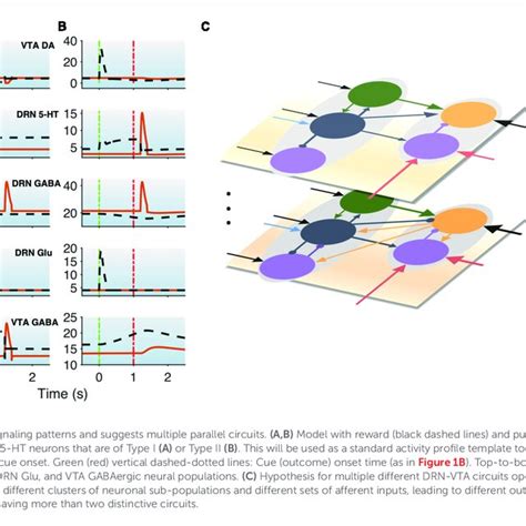 A Parsimonious Sparsely Connected DRN VTA Circuit Model Gray Brain