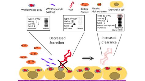 Von Willebrand Factor And Von Willebrand Disease Di Paola Lab