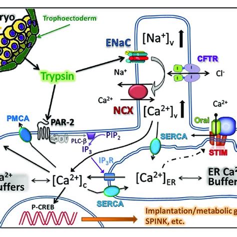 Examples Of Trypsin Induced Ca 2 I Signals In Human Primary