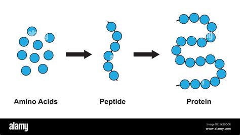 Diseño científico de la estructura bioquímica de aminoácidos péptidos