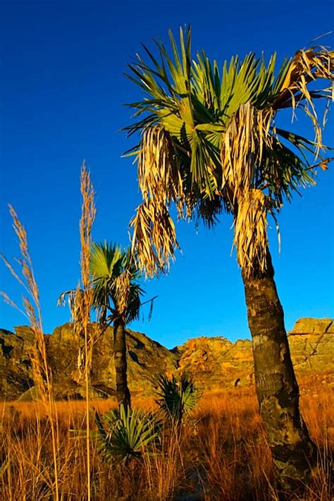 Madagascar: Trees – Corbin's Treehouse