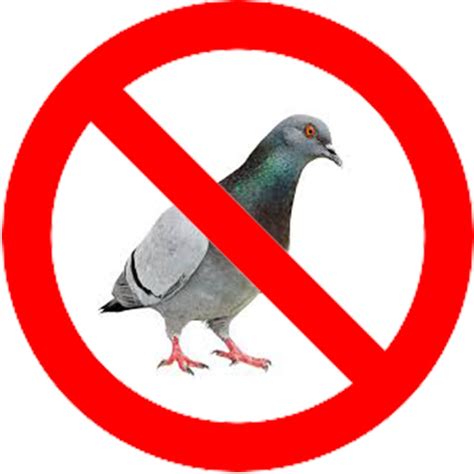 Pigeon Pest Control In UAE Bird Pest Control Dubai