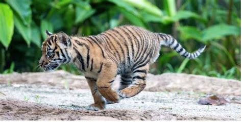 Harimau Sumatera Keluar Habitat Diduga Akibat Kebakaran Hutan ...