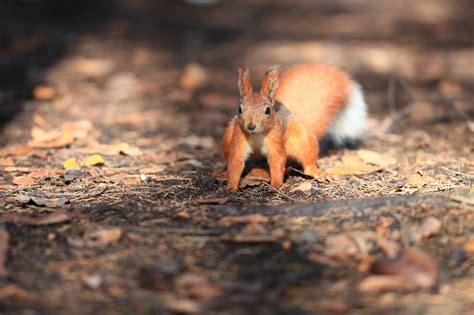 Eichhörnchen Tier Nagetier Kostenloses Foto auf Pixabay Pixabay