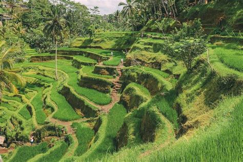 Ganzt Gige Tour Zu Den Tempeln Und Terrassen Von Bali Seminyak