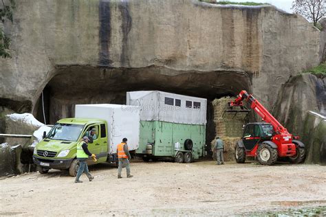 Moving The Giraffas From Their Old Enclosure To Their New Enclosure