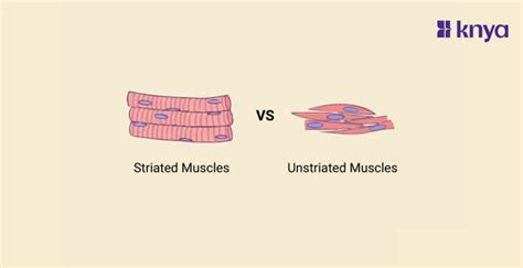 Exploring The Difference Between Striated And Unstriated Muscles Knya