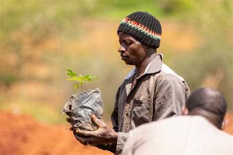 Kenyas Greener Future With 100 Million Tree Planting Holiday