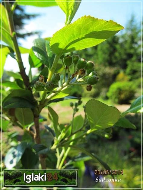 Aronia Melanocarpa Aronia Czarna Foto Internetowy Sklep Ogrodniczy