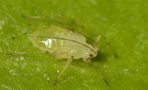 Green Peach Aphid Myzus Persicae Damage And Biological Defense