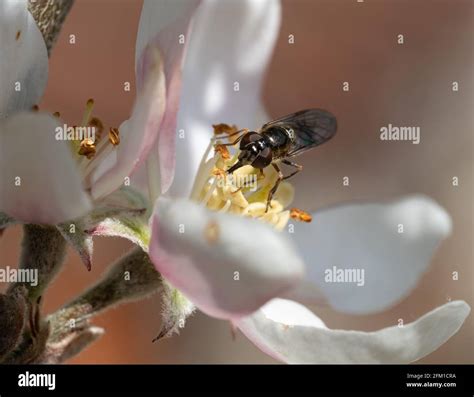 Bee Feeding On Apple Blossom Stock Photo Alamy