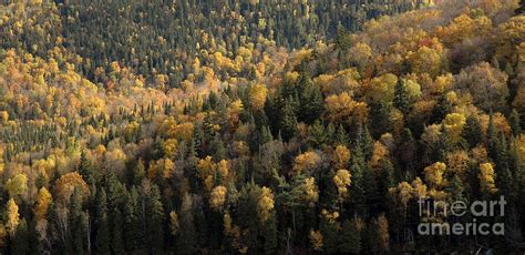 Mixed Coniferous And Deciduous Forest Photograph By Andre Paquin