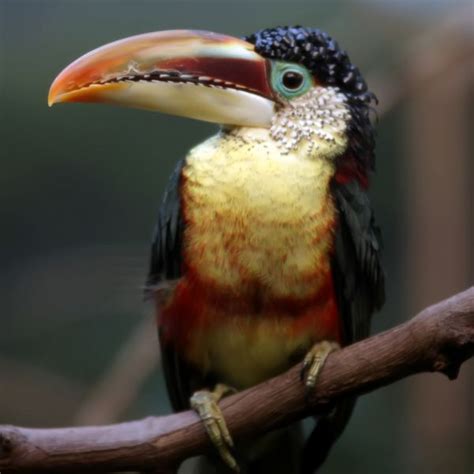 Free Images Nature Wildlife Zoo Beak Color Colorful Fauna