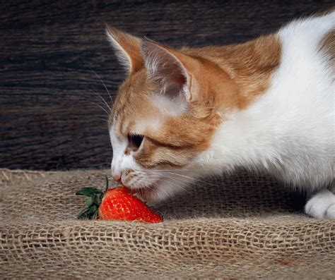 Can Cats Eat Strawberries Cat Care Checklist