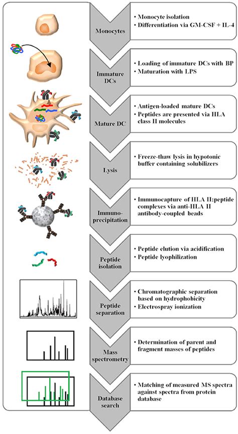 Frontiers Applying Mapps Assays To Assess Drug Immunogenicity