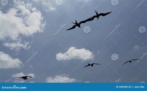 Magnificent Frigatebird Fregata Magnificens A Big Black Sea Bird