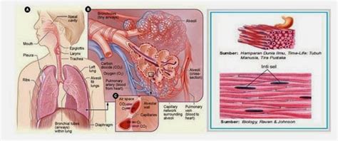 Indikator 15 ~ Erudio Scientia Biology