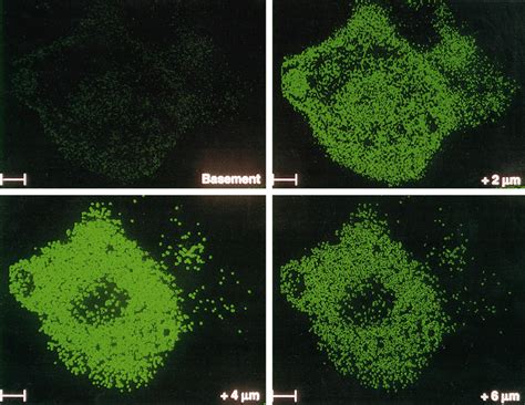 Four Confocal Sections In The Z Axis Through A Typical HEK 293 Cell