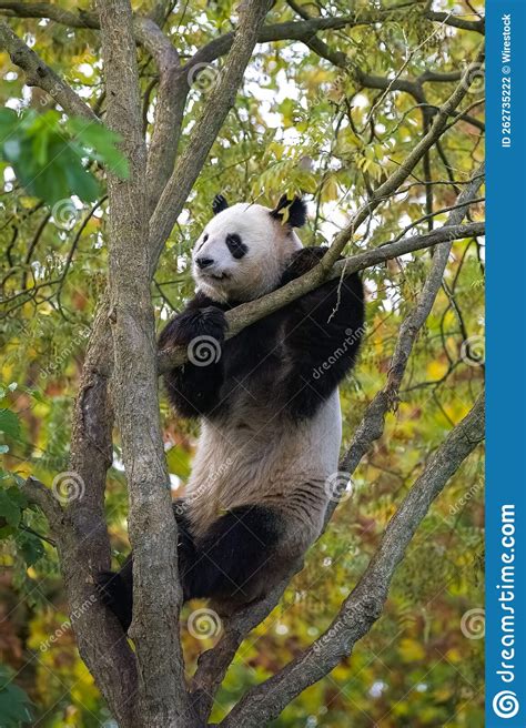 A Giant Panda Climbing in a Tree Stock Photo - Image of endangered ...