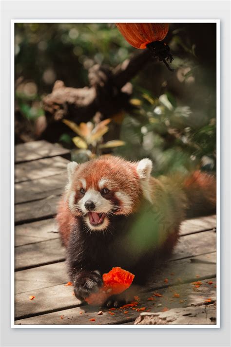 Red panda eating pumpkin | Photo JPG Free Download - Pikbest