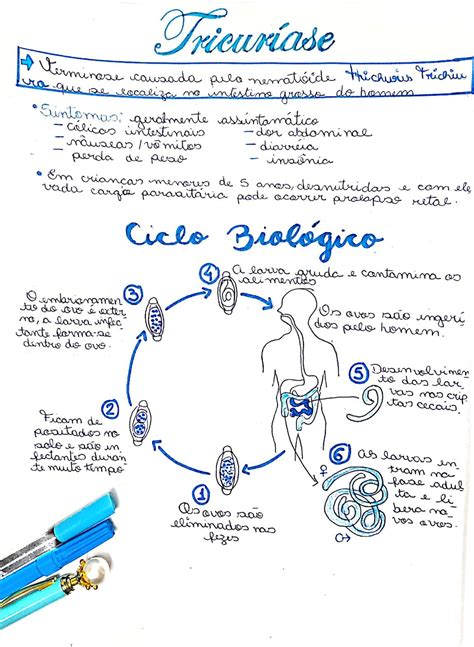 Mapa Mental Tricur Ase Parasitologia Mapa Mental Material De