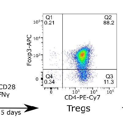 Flow Cytometry Showing Induction Of FoxP3 CD4 Tregs And Their