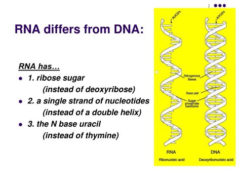 PPT DNA RNA And PROTEIN SYNTHESIS Sections 12 3 And 12 4 PowerPoint