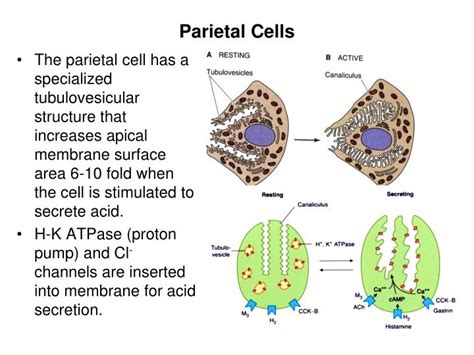 What Do Parietal Cells Produce