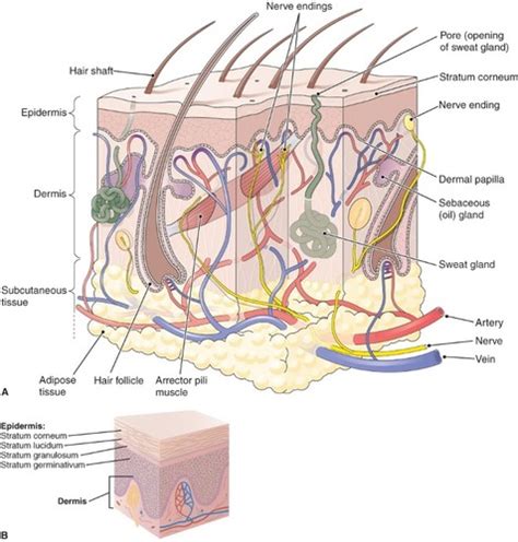 Chapter Assessing Skin Hair Nails Flashcards Quizlet