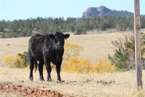 Wyoming Department Of Agriculture Home Facebook