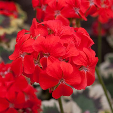 Geranium Mrs Pollock J Parker Dutch Bulbs